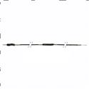 Picture of Cable